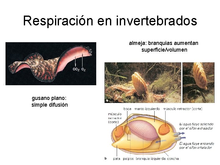 Respiración en invertebrados almeja: branquias aumentan superficie/volumen gusano plano: simple difusión Respiración en invertebrados almeja: branquias aumentan superficie/volumen gusano plano: simple difusión