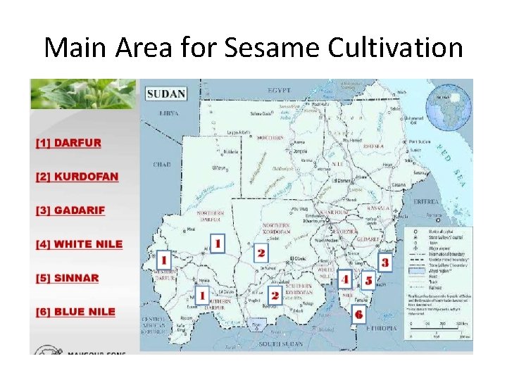 Main Area for Sesame Cultivation 