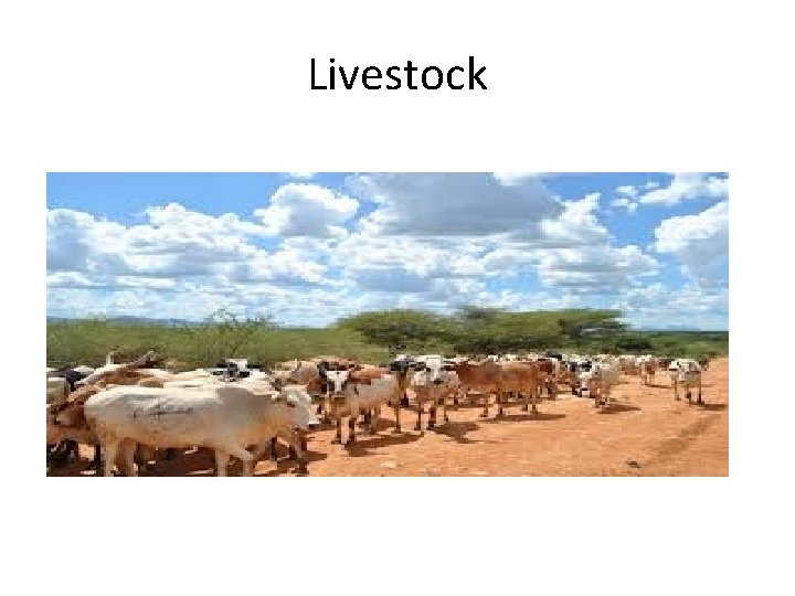 Livestock 