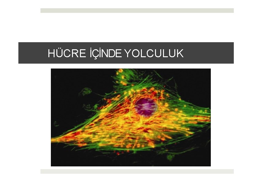 HÜCRE İÇİNDE YOLCULUK 