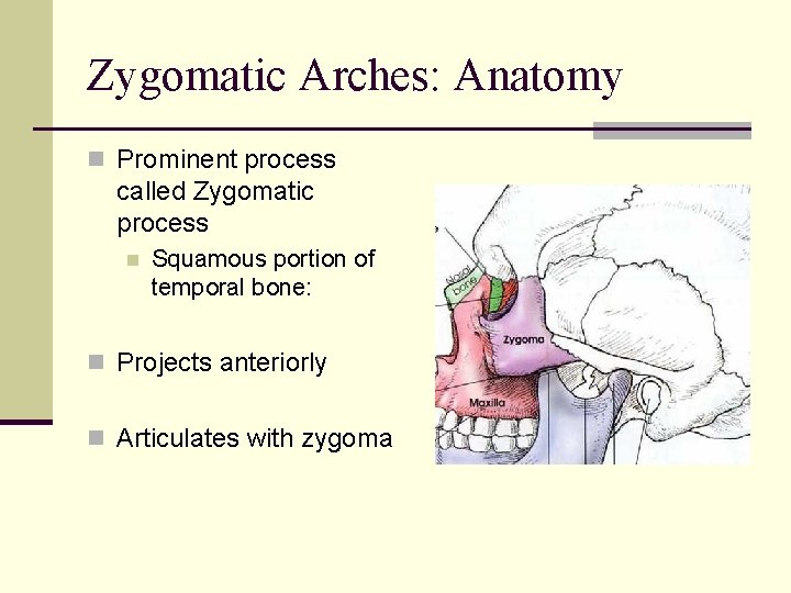 Zygomatic Arches: Anatomy n Prominent process called Zygomatic process n Squamous portion of temporal