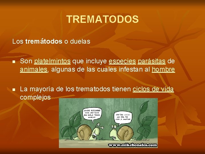 TREMATODOS Los tremátodos o duelas n n Son platelmintos que incluye especies parásitas de