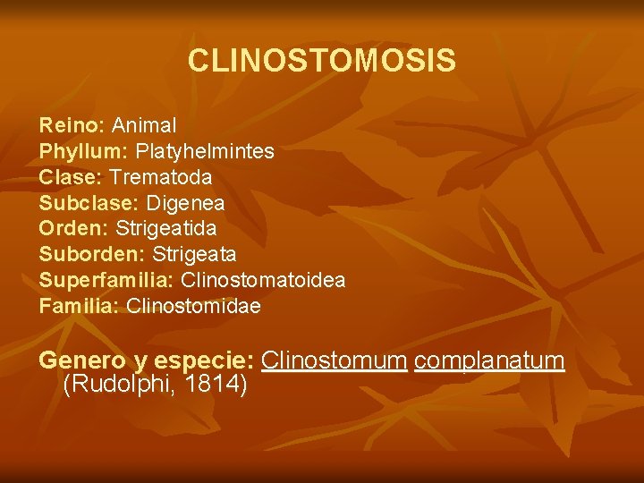 CLINOSTOMOSIS Reino: Animal Phyllum: Platyhelmintes Clase: Trematoda Subclase: Digenea Orden: Strigeatida Suborden: Strigeata Superfamilia:
