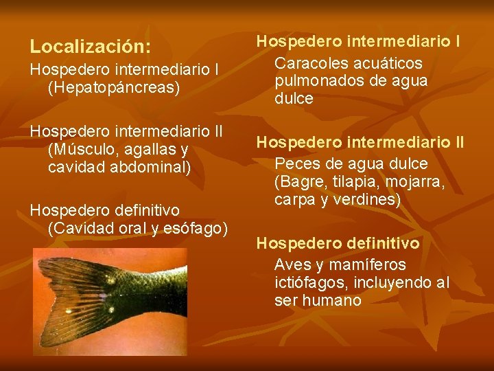 Localización: Hospedero intermediario I (Hepatopáncreas) Hospedero intermediario II (Músculo, agallas y cavidad abdominal) Hospedero