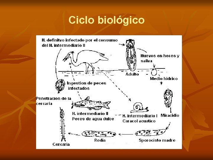 Ciclo biológico 