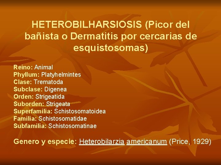HETEROBILHARSIOSIS (Picor del bañista o Dermatitis por cercarias de esquistosomas) Reino: Animal Phyllum: Platyhelmintes