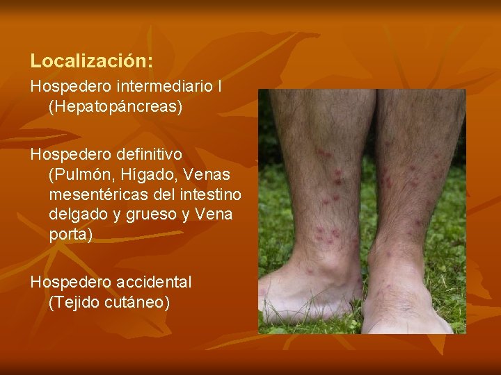 Localización: Hospedero intermediario I (Hepatopáncreas) Hospedero definitivo (Pulmón, Hígado, Venas mesentéricas del intestino delgado