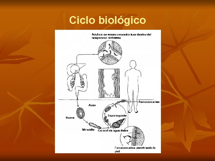 Ciclo biológico 