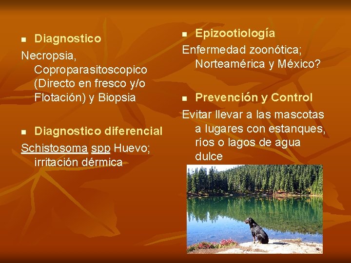 Diagnostico Necropsia, Coproparasitoscopico (Directo en fresco y/o Flotación) y Biopsia n Diagnostico diferencial Schistosoma