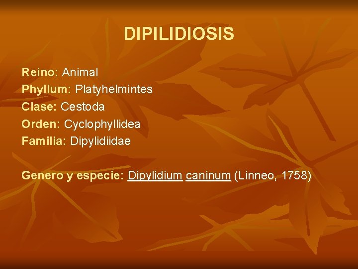 DIPILIDIOSIS Reino: Animal Phyllum: Platyhelmintes Clase: Cestoda Orden: Cyclophyllidea Familia: Dipylidiidae Genero y especie: