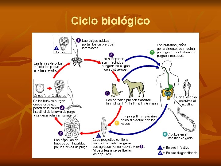 Ciclo biológico 