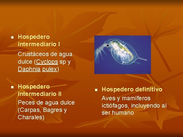 n Hospedero intermediario I Crustáceos de agua dulce (Cyclops sp y Daphnia pulex) n