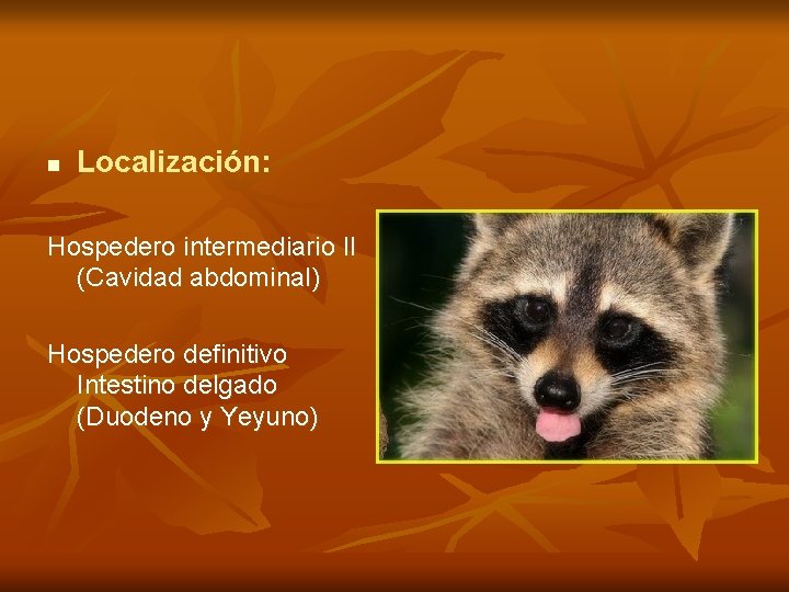 n Localización: Hospedero intermediario II (Cavidad abdominal) Hospedero definitivo Intestino delgado (Duodeno y Yeyuno)