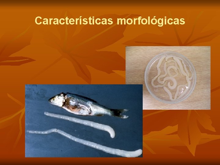 Características morfológicas 