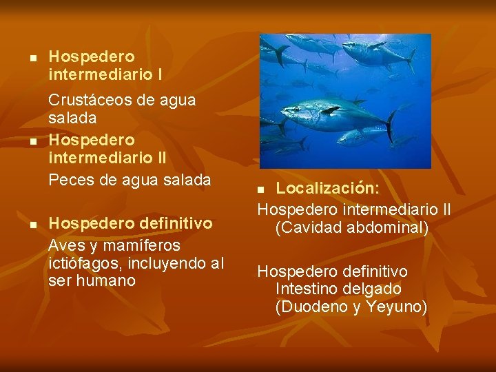 n n n Hospedero intermediario I Crustáceos de agua salada Hospedero intermediario II Peces