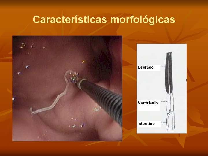 Características morfológicas 
