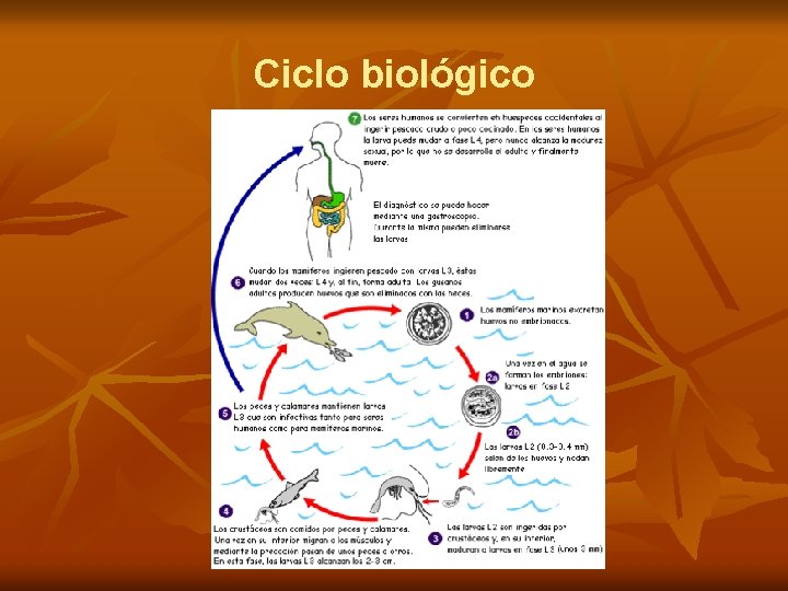 Ciclo biológico 