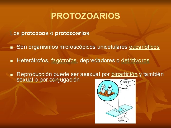 PROTOZOARIOS Los protozoos o protozoarios n Son organismos microscópicos unicelulares eucarióticos n Heterótrofos, fagótrofos,