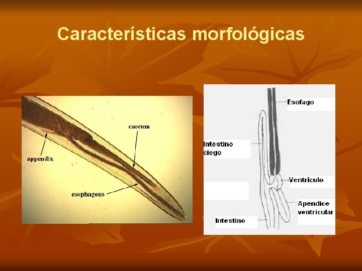 Características morfológicas 