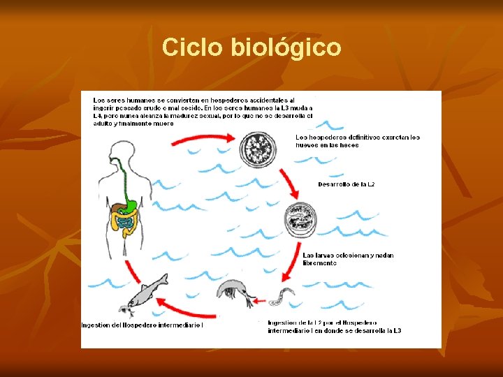 Ciclo biológico 