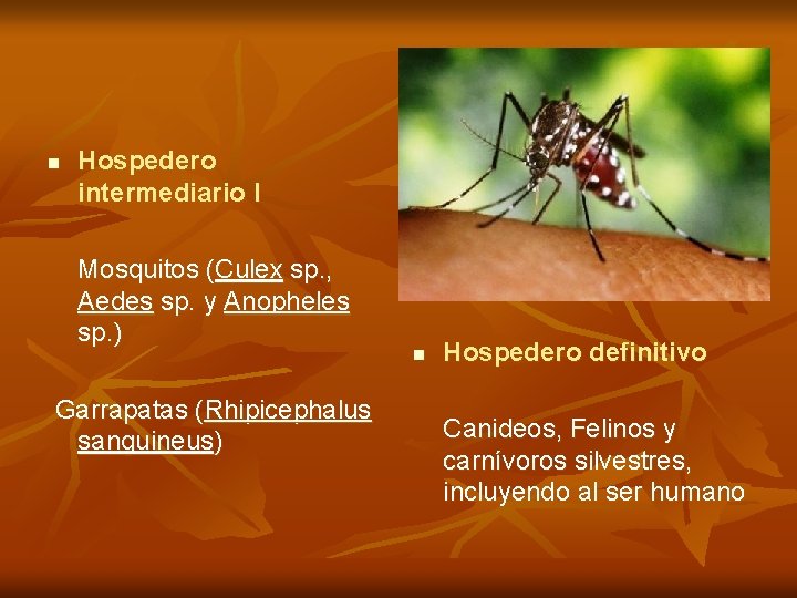 n Hospedero intermediario I Mosquitos (Culex sp. , Aedes sp. y Anopheles sp. )