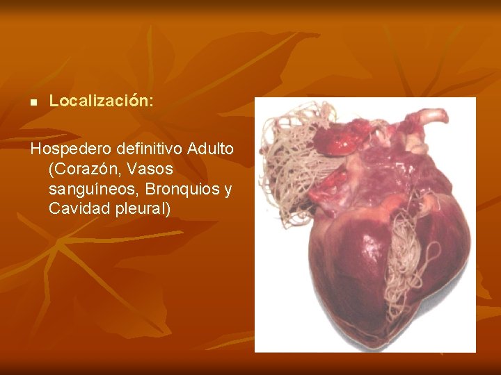 n Localización: Hospedero definitivo Adulto (Corazón, Vasos sanguíneos, Bronquios y Cavidad pleural) 
