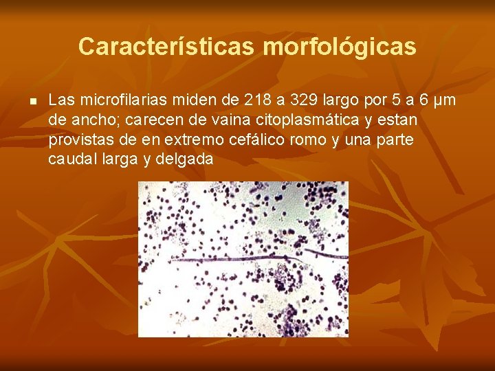 Características morfológicas n Las microfilarias miden de 218 a 329 largo por 5 a