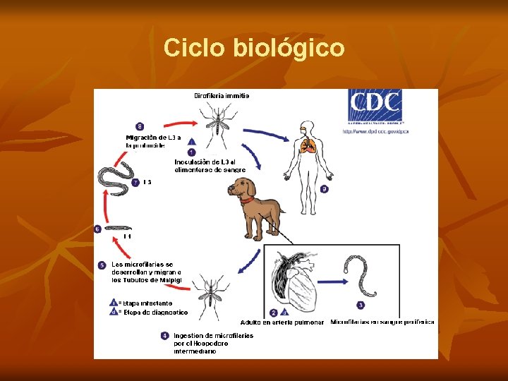 Ciclo biológico 