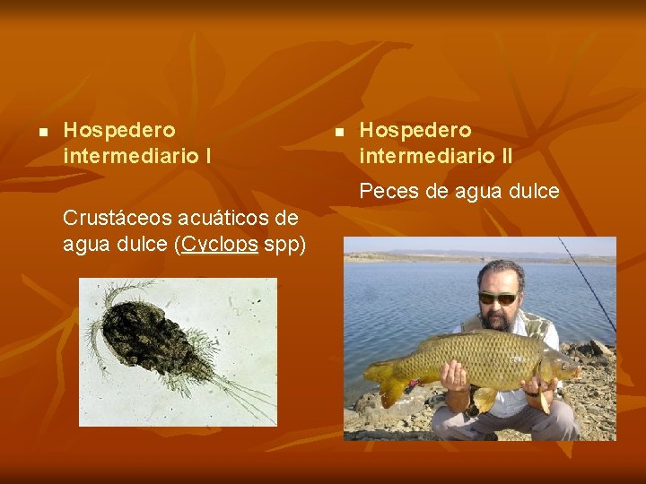 n Hospedero intermediario II Peces de agua dulce Crustáceos acuáticos de agua dulce (Cyclops