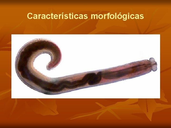 Características morfológicas 