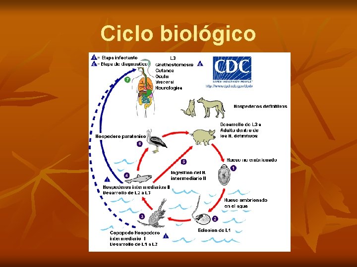 Ciclo biológico 