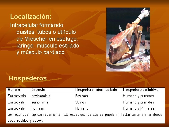 Localización: Intracelular formando quistes, tubos o utrículo de Miescher en esófago, laringe, músculo estriado