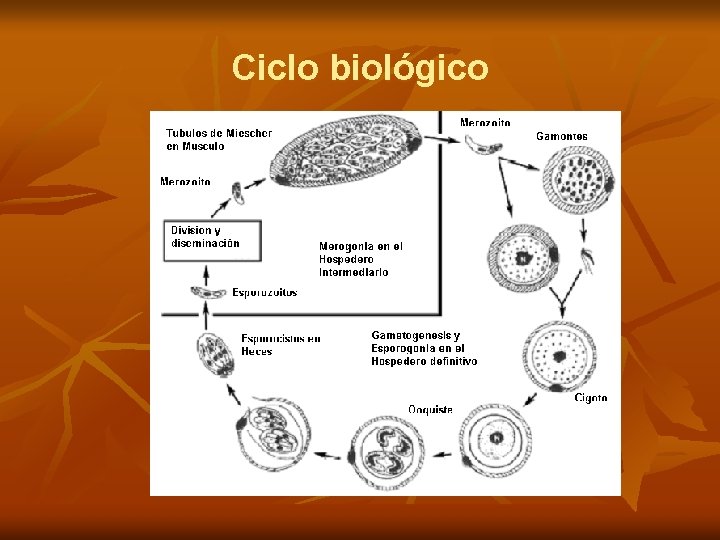 Ciclo biológico 