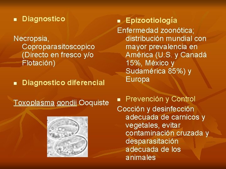 n Diagnostico Necropsia, Coproparasitoscopico (Directo en fresco y/o Flotación) n Diagnostico diferencial Toxoplasma gondii