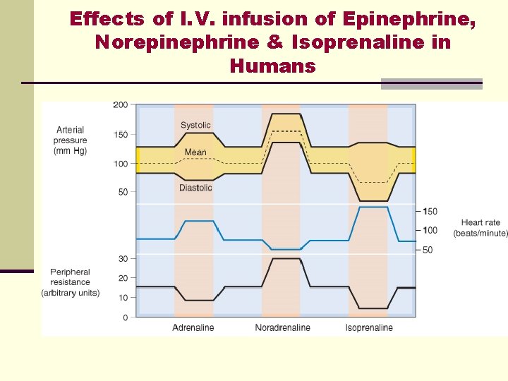 Effects of I. V. infusion of Epinephrine, Norepinephrine & Isoprenaline in Humans 