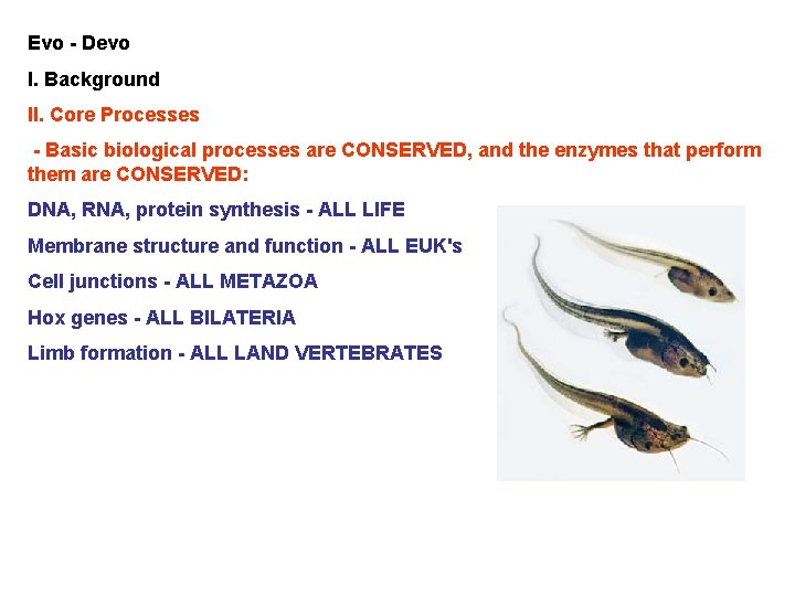 Evo - Devo I. Background II. Core Processes - Basic biological processes are CONSERVED,