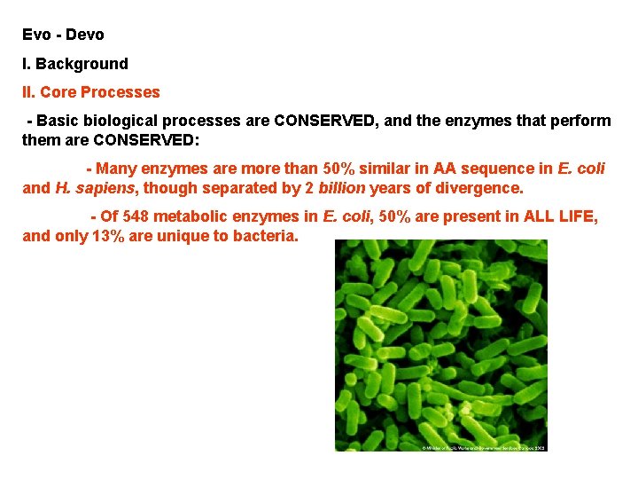 Evo - Devo I. Background II. Core Processes - Basic biological processes are CONSERVED,