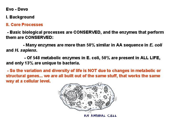 Evo - Devo I. Background II. Core Processes - Basic biological processes are CONSERVED,