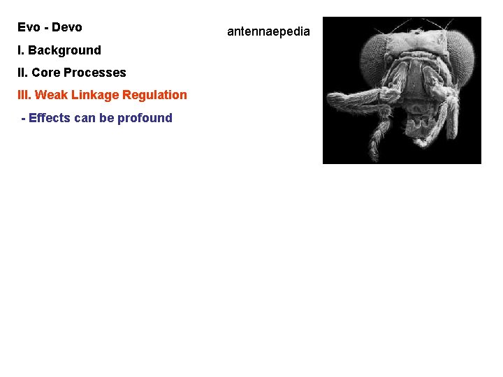 Evo - Devo I. Background II. Core Processes III. Weak Linkage Regulation - Effects
