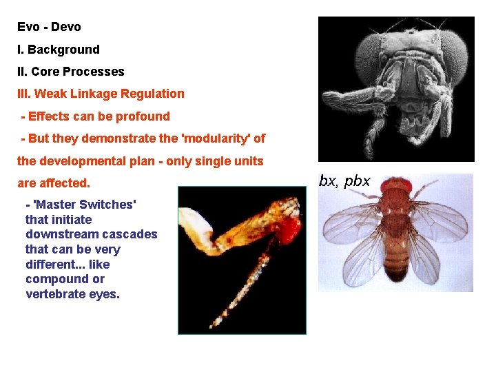 Evo - Devo I. Background II. Core Processes III. Weak Linkage Regulation - Effects