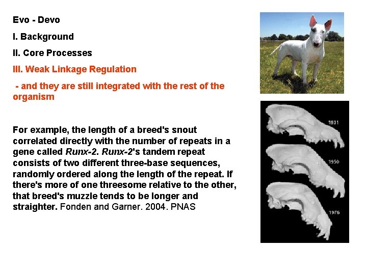 Evo - Devo I. Background II. Core Processes III. Weak Linkage Regulation - and