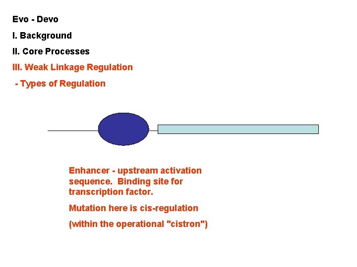 Evo - Devo I. Background II. Core Processes III. Weak Linkage Regulation - Types