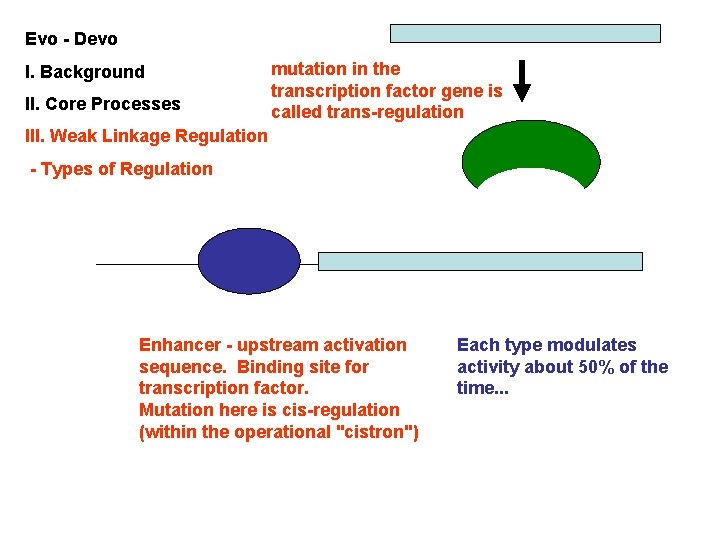 Evo - Devo I. Background II. Core Processes mutation in the transcription factor gene