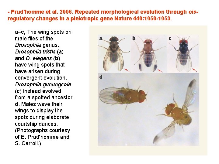 - Prud'homme et al. 2006. Repeated morphological evolution through cisregulatory changes in a pleiotropic