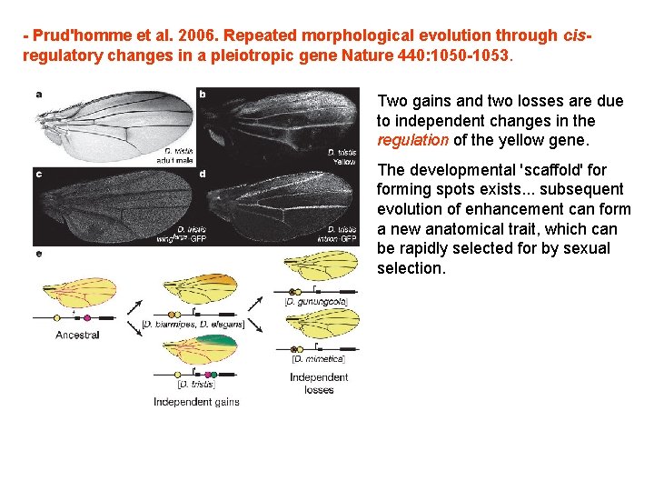 - Prud'homme et al. 2006. Repeated morphological evolution through cisregulatory changes in a pleiotropic