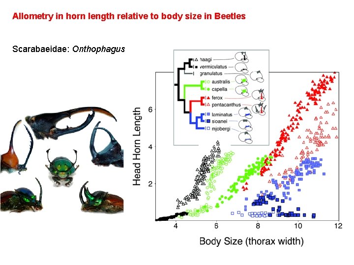 Allometry in horn length relative to body size in Beetles Scarabaeidae: Onthophagus 