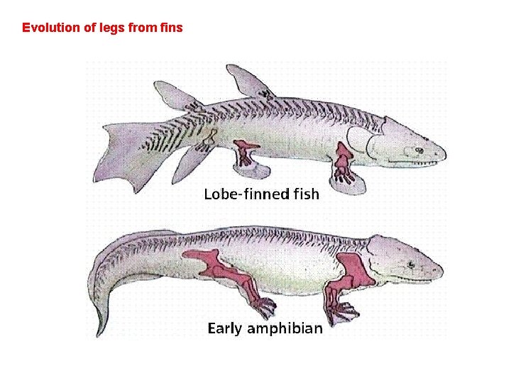 Evolution of legs from fins 