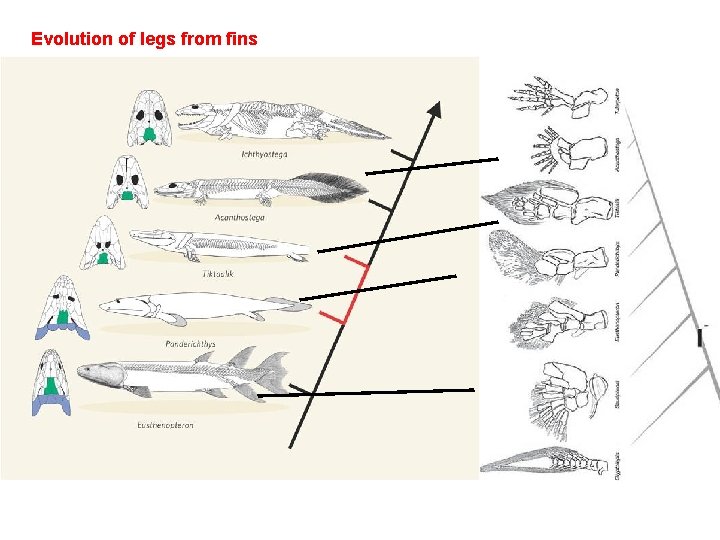 Evolution of legs from fins 