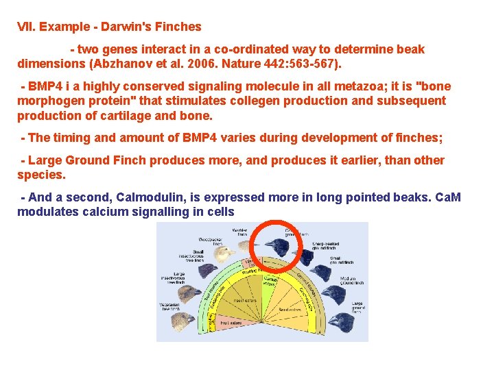 VII. Example - Darwin's Finches - two genes interact in a co-ordinated way to