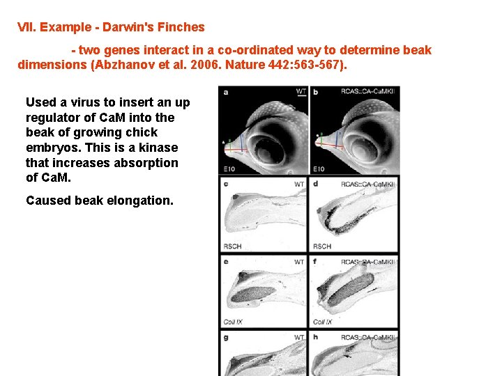 VII. Example - Darwin's Finches - two genes interact in a co-ordinated way to